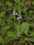 Common gypsyweed